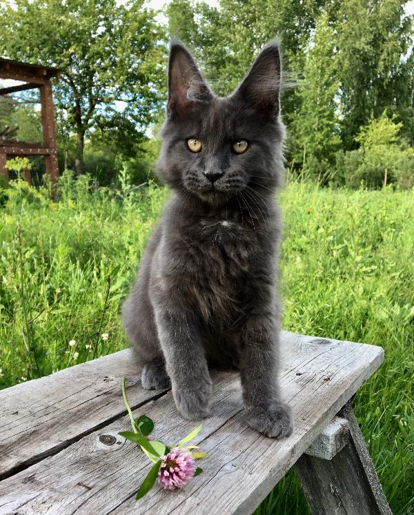 Кот мейн кун Dream Boy 