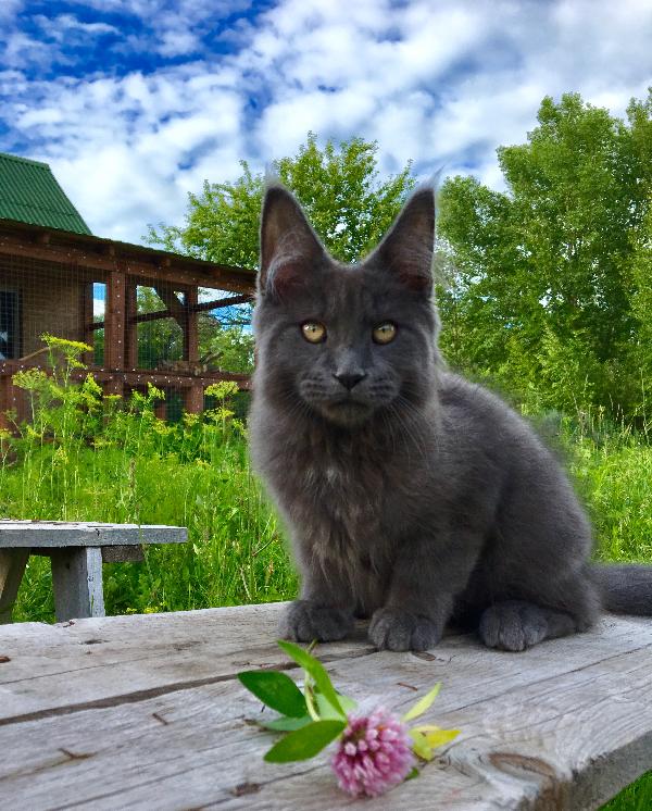 Кот мейн кун Dream Boy 