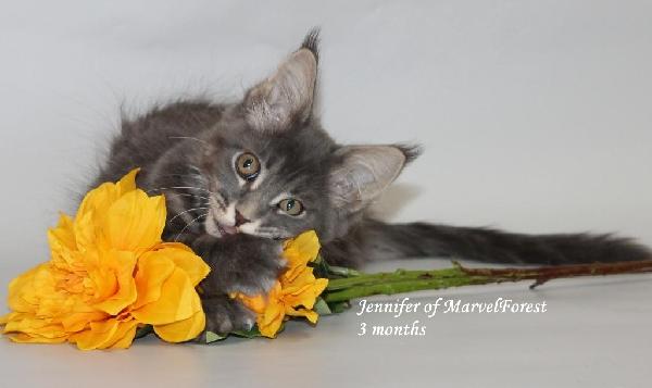 Котенок Мейн кун  Jennifer of MarvelForest