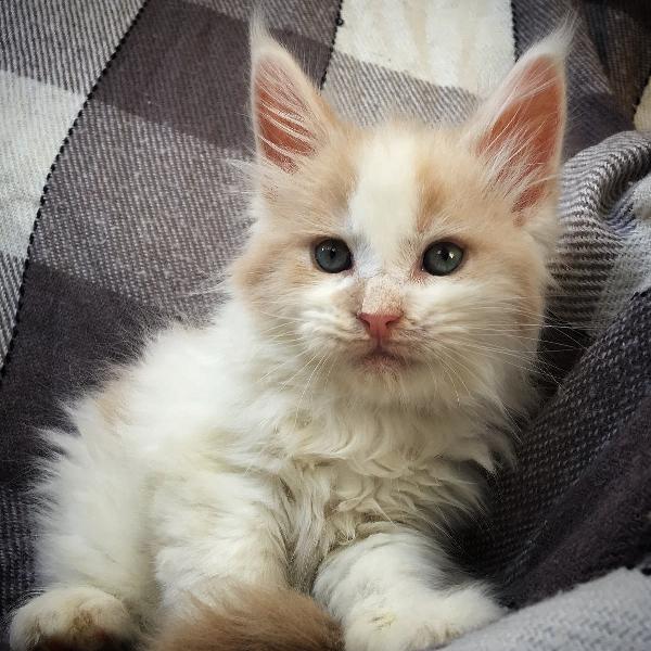 Кот мейн кун Happy Boy