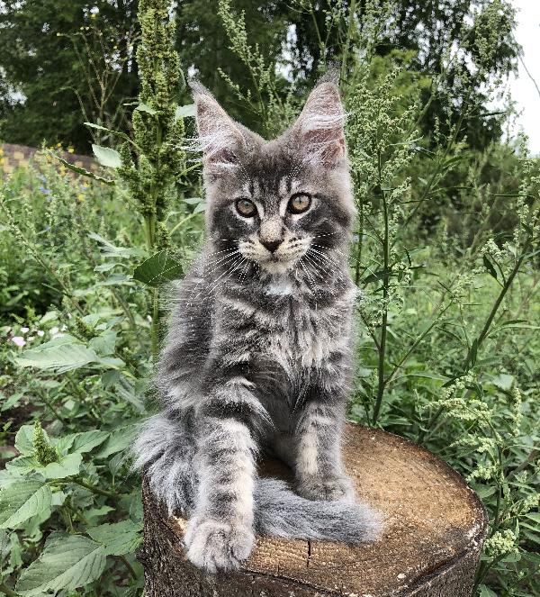 Кошка мейн кун Weasel