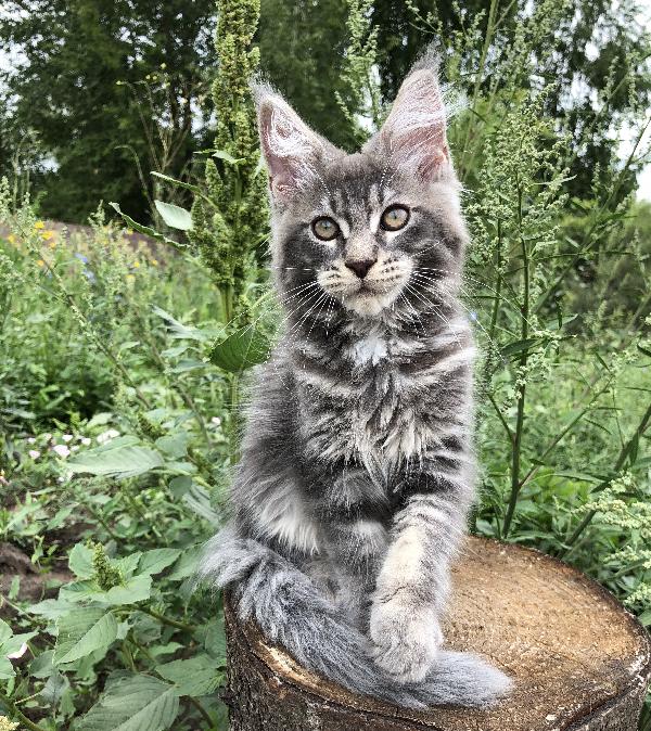 Кошка мейн кун Weasel