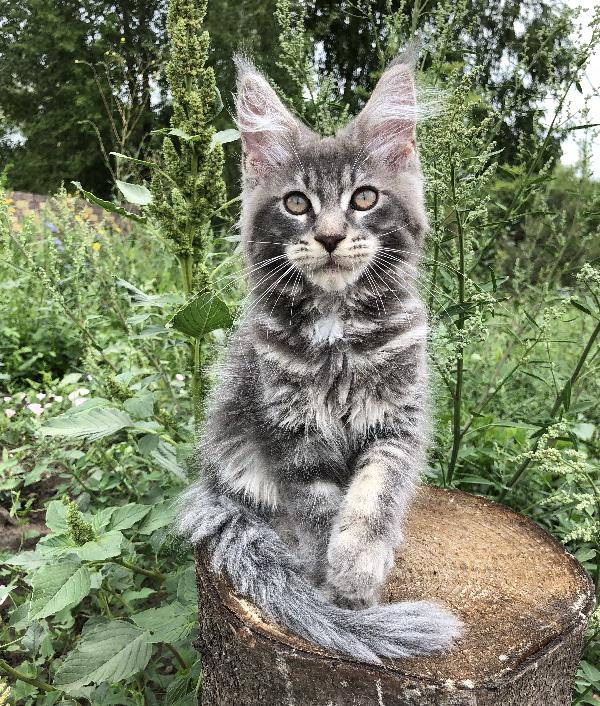 Кошка мейн кун Weasel