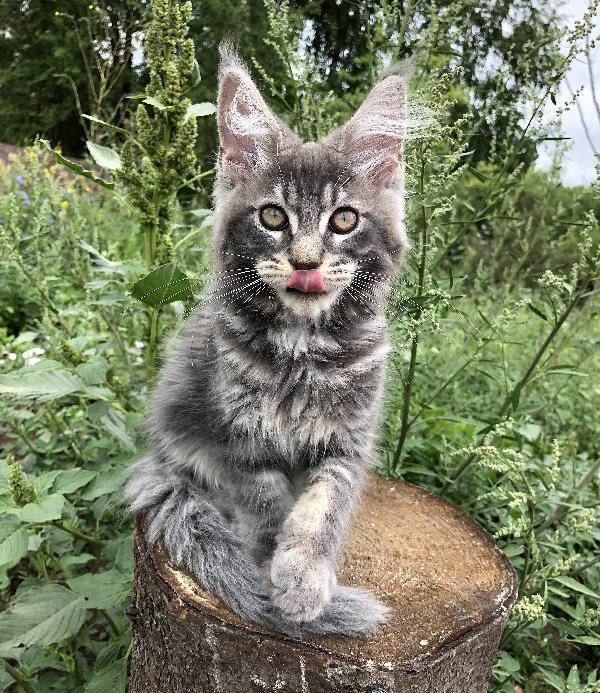 Кошка мейн кун Weasel