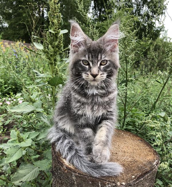 Кошка мейн кун Weasel