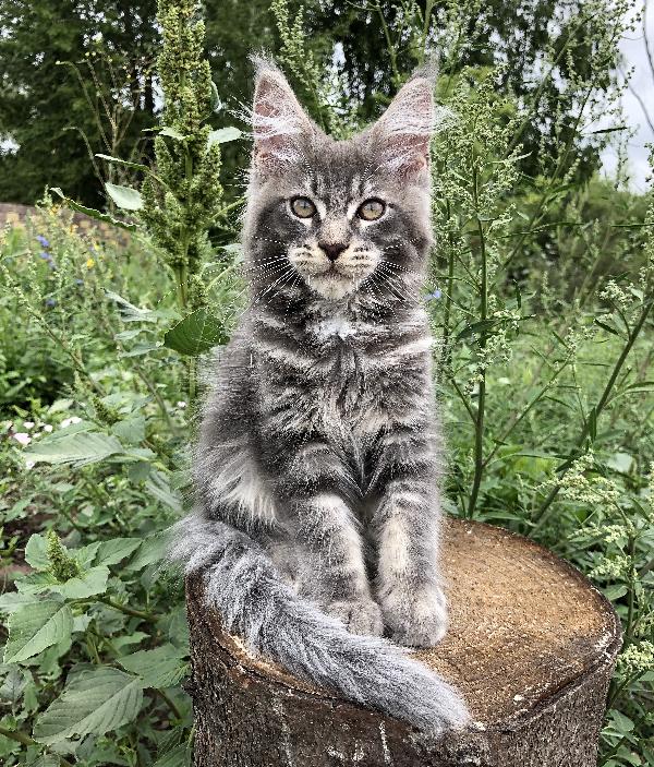 Кошка мейн кун Weasel