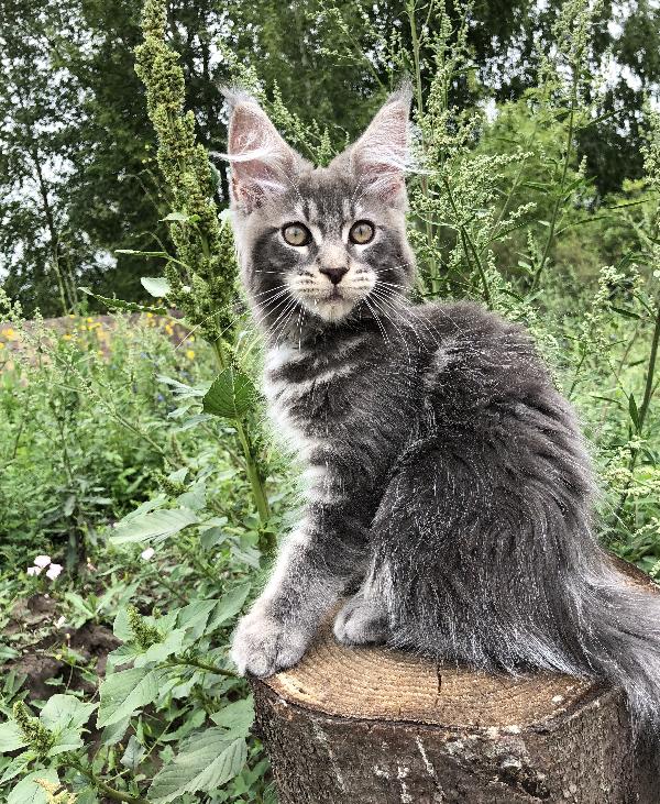 Кошка мейн кун Weasel