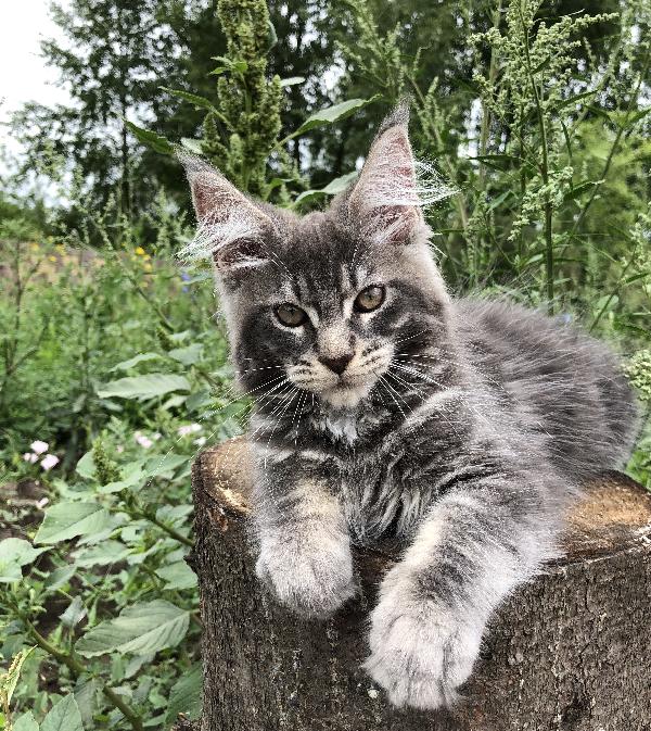 Кошка мейн кун Weasel