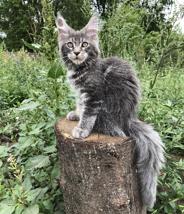 Кошка мейн кун Weasel