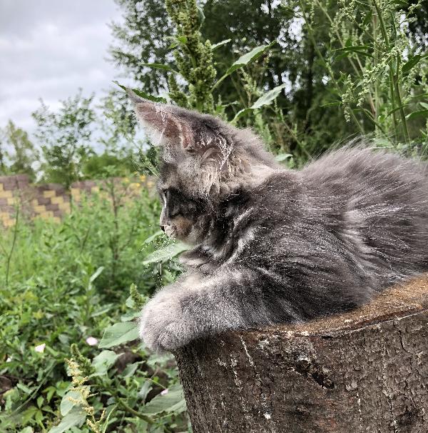 Кошка мейн кун Weasel