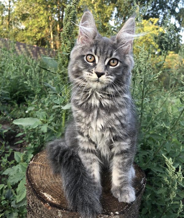 Кошка мейн кун Wild Flower