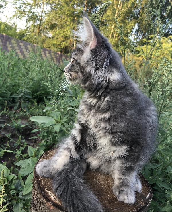 Кошка мейн кун Wild Flower