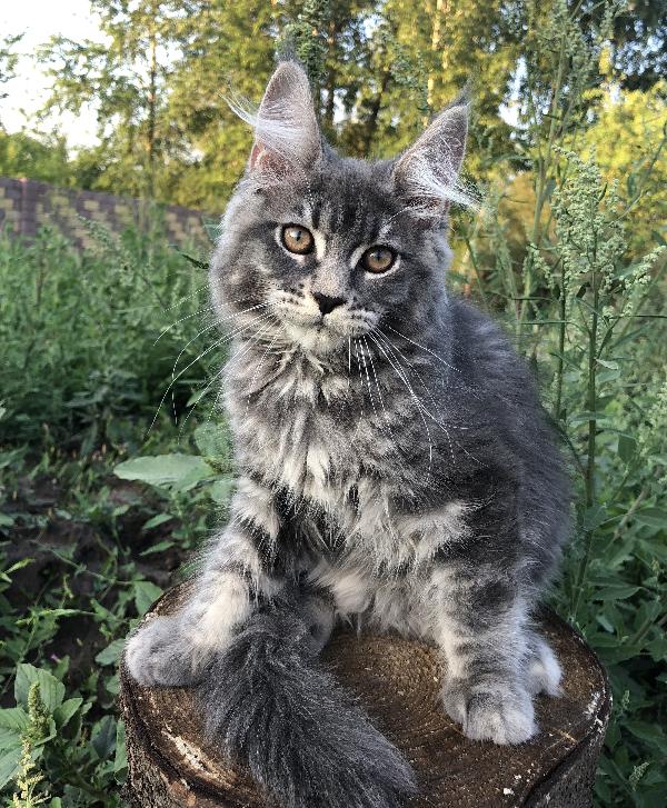 Кошка мейн кун Wild Flower