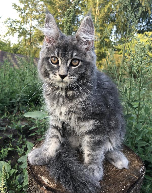 Кошка мейн кун Wild Flower