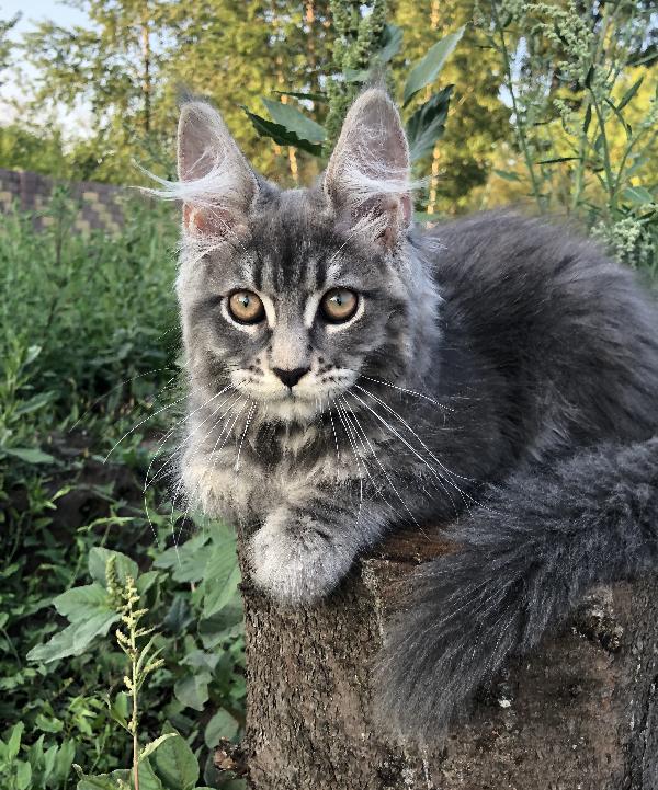 Кошка мейн кун Wild Flower