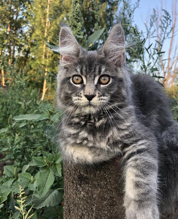 Кошка мейн кун Wild Flower