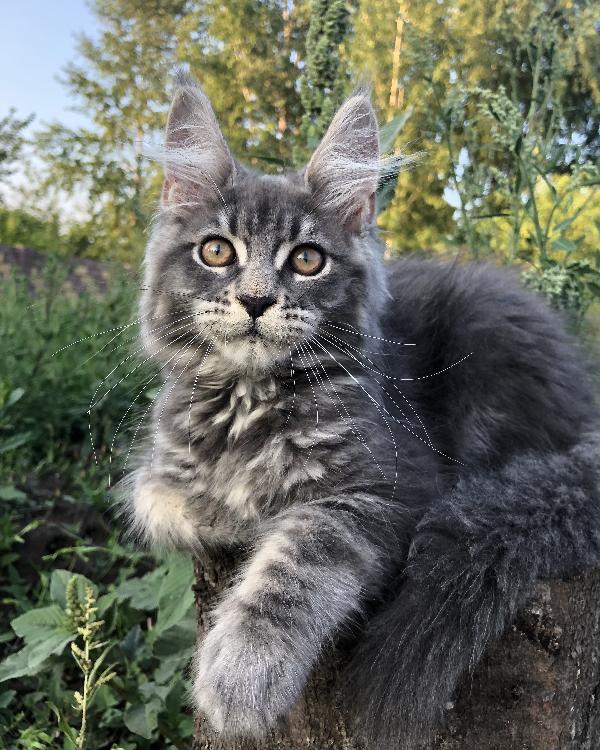 Кошка мейн кун Wild Flower