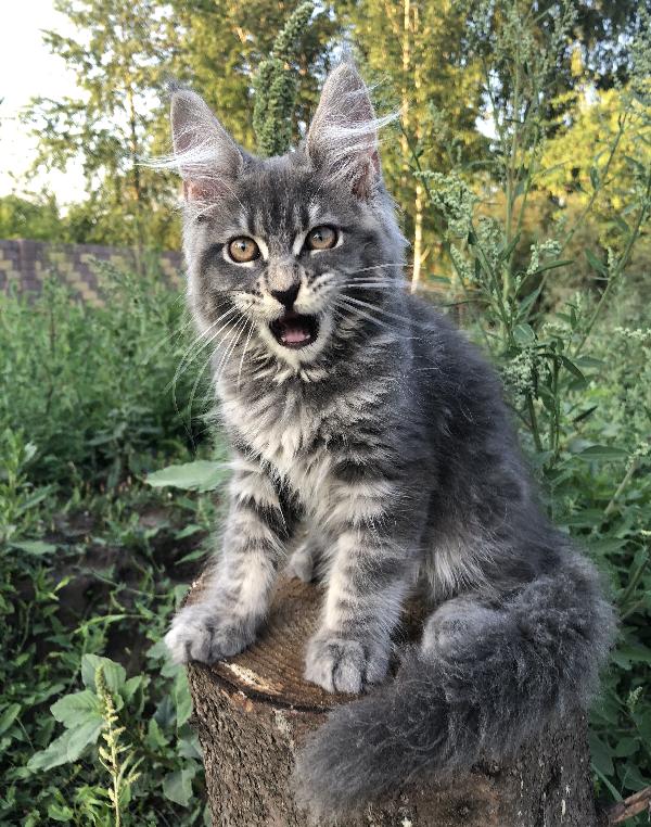 Кошка мейн кун Wild Flower