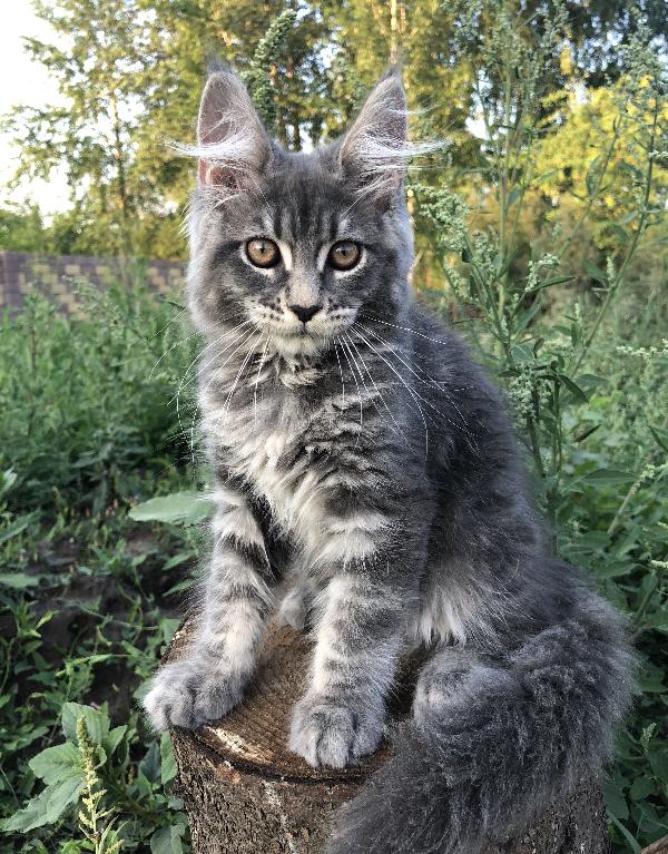 Кошка мейн кун Wild Flower