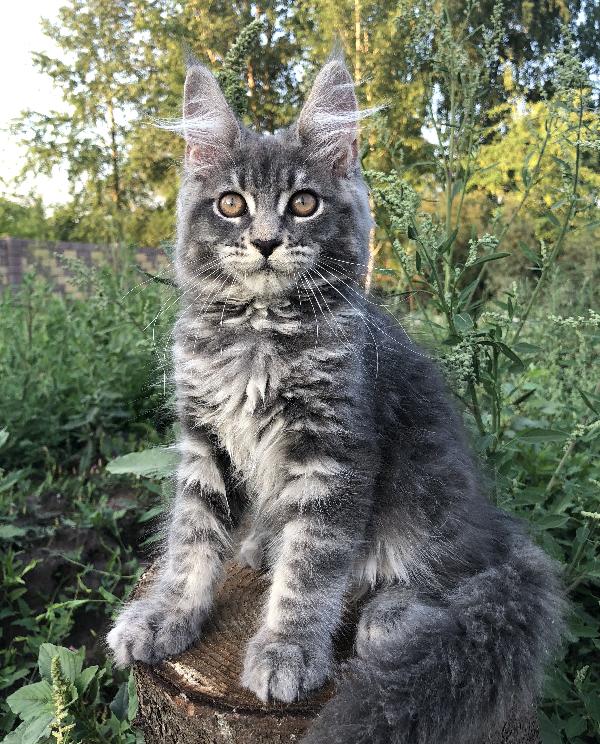 Кошка мейн кун Wild Flower