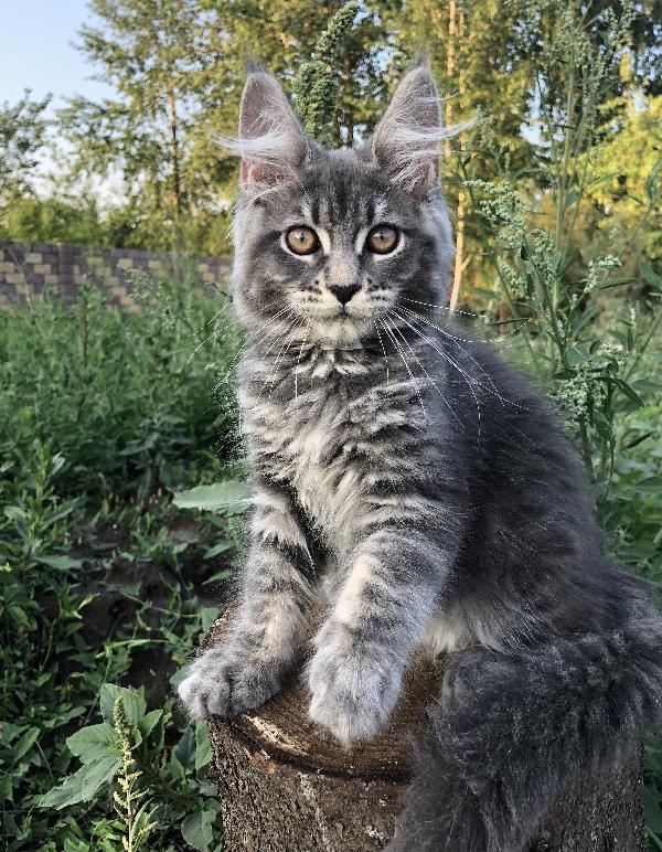 Кошка мейн кун Wild Flower