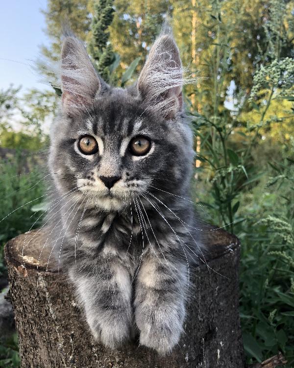 Кошка мейн кун Wild Flower