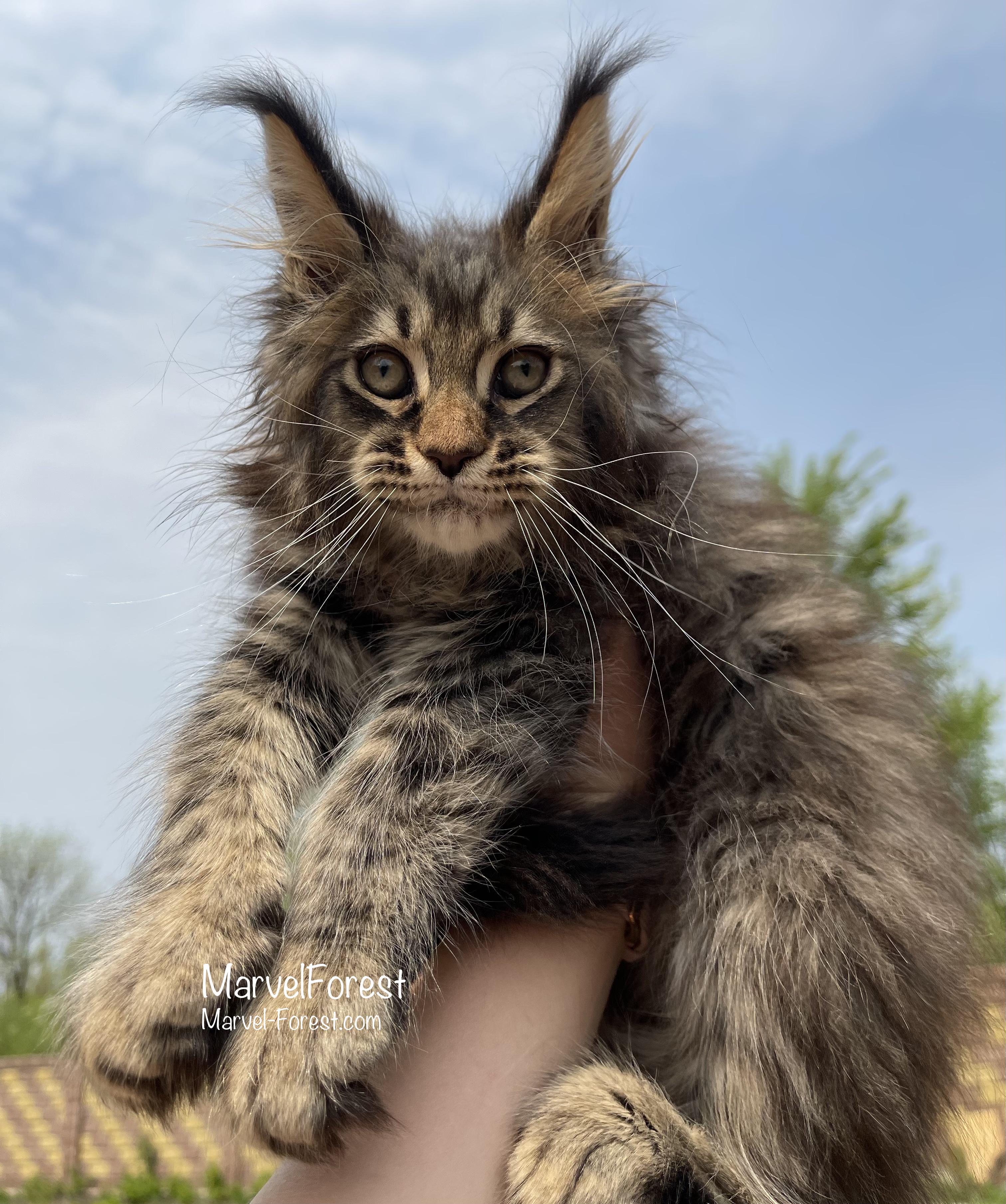 Кот мейн кун Lincoln