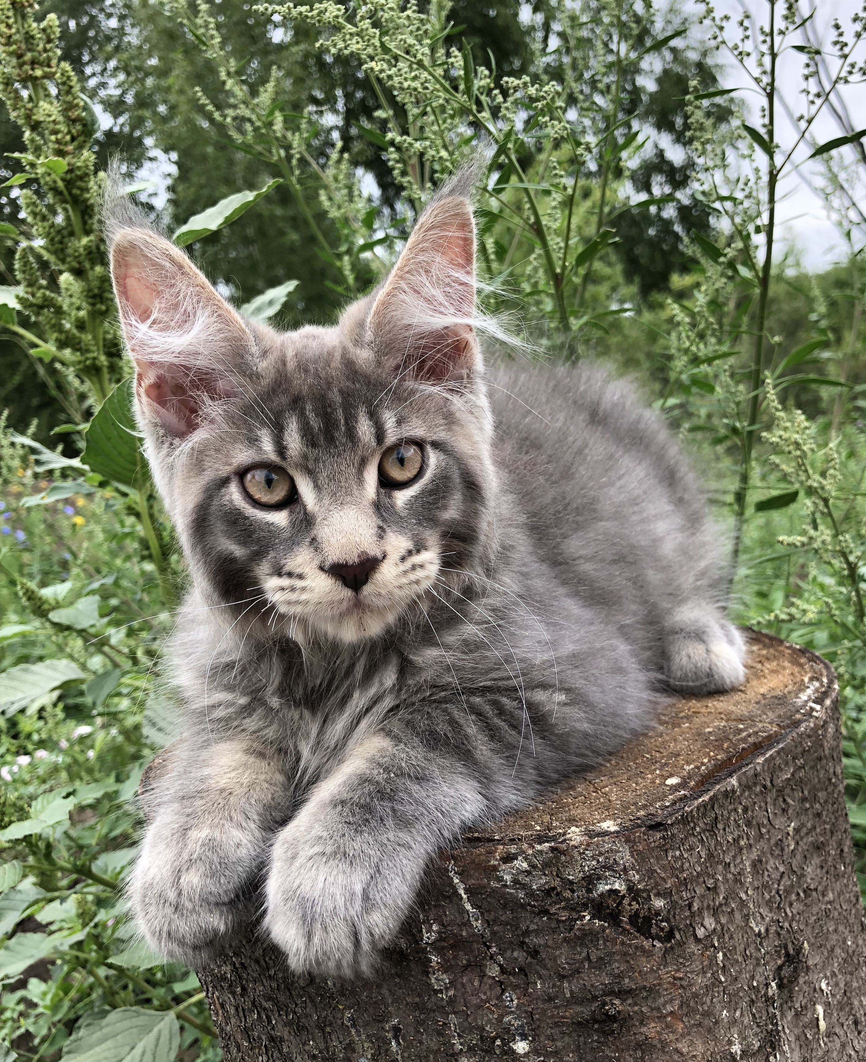 Мейн кун короткошерстный фото